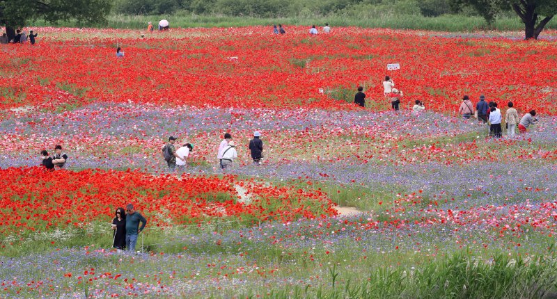 초여름 더위가 한풀 꺾이고 선선한 날씨를 보인 23일 경남 함안군 악양둑방 둔치에 조성된 봄꽃 경관단지를 찾은 관광객들이 활짝 핀 양귀비와 수레국화를 감상하고 있다. 2025.5.23/뉴스1 ⓒ News1 윤일지 기자