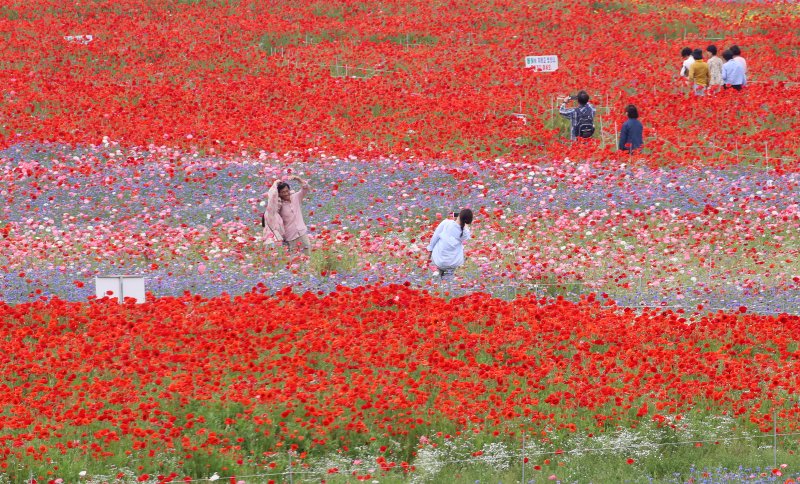 초여름 더위가 한풀 꺾이고 선선한 날씨를 보인 23일 경남 함안군 악양둑방 둔치에 조성된 봄꽃 경관단지를 찾은 관광객들이 활짝 핀 양귀비와 수레국화를 감상하고 있다. 2025.5.23/뉴스1 ⓒ News1 윤일지 기자