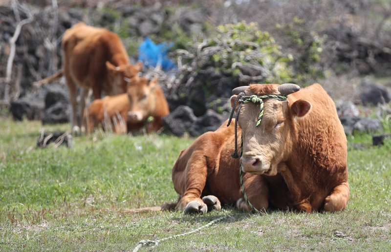 [서귀포=뉴시스] 우장호 기자 = 사진은 지난달 7일 오후 제주 서귀포시 대정읍의 한 농로 옆에서 한우가 낮잠을 자고 있는 모습. 2025.04.07. woo1223@newsis.com