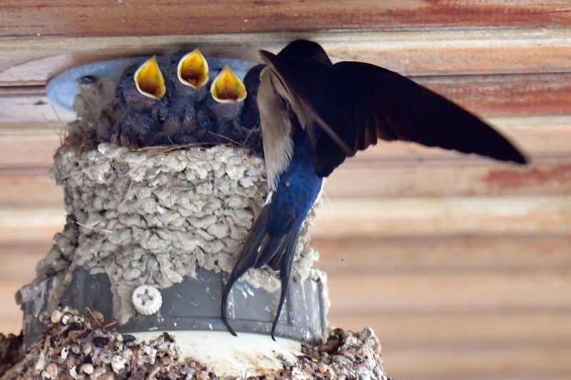 23일 경북 포항시 북구 영일대북부시장 상가 입구 전등위에 있는 제비 둥지에서 어미새가 먹잇감을 물어다 나르고 있다. 2025.5.23/뉴스1 ⓒ News1 최창호 기자