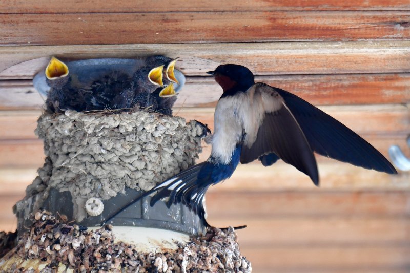 23일 경북 포항시 북구 영일대북부시장 상가 입구 전등위에 있는 제비 둥지에서 새끼들이 어미새가 물어다 주는 먹잇감을 받아먹고 위해 입을 크게 벌리고 있다. 2025.5.23/뉴스1 ⓒ News1 최창호 기자