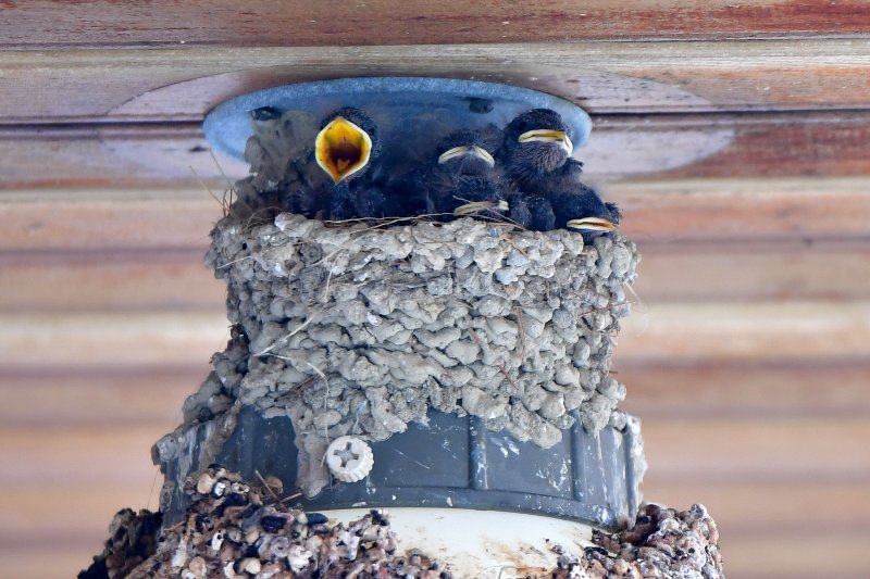 23일 경북 포항시 북구 영일대북부시장 상가 입구 전등위에 있는 제비 둥지에서 새끼들이 어미새를 기다리고 있다. 2025.5.23/뉴스1 ⓒ News1 최창호 기자