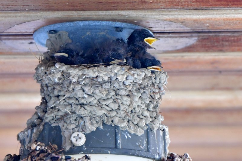 23일 경북 포항시 북구 영일대북부시장 상가 입구 전등위에 있는 둥지에서 새끼 제비들이 둥지 밖을 내다보고 있다. 2025.5.23/뉴스1 ⓒ News1 최창호 기자