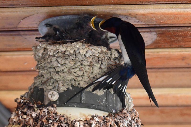 23일 경북 포항시 북구 영일대북부시장 상가 입구 전등위에 있는 제비 둥지에서 새끼들이 어미새가 물어다 주는 먹잇감을 받아먹고 있다. 2025.5.23/뉴스1 ⓒ News1 최창호 기자