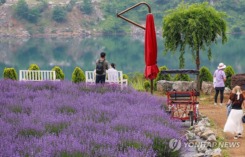 "보랏빛 세상" 라벤더 활짝 핀 무릉별유천지 (출처=연합뉴스)