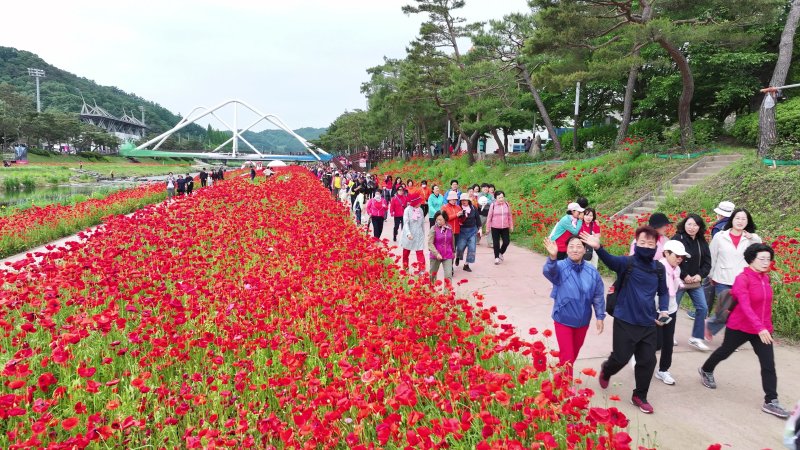 [괴산=뉴시스] 24일 ;2025 빨간맛페스티벌'의 대표 프로그램 '빨간꽃길 괴산 걷기대회'가 열린 충북 괴산군 동진천변에서 참가자들이 붉게 물든 양귀비 꽃길을 따라 봄 정취를 만끽하고 있다. (사진=괴산군 제공) 20250.5.24. photo@newsis.com *재판매 및 DB 금지