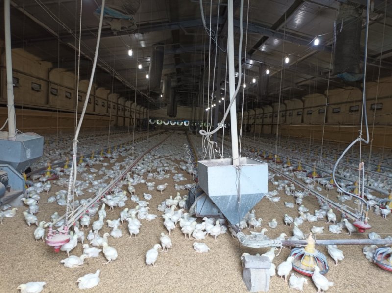 [안성=뉴시스] 양계농가 모습 (사진 =안성시 제공) 2024.08.08.photo@newwsis.com