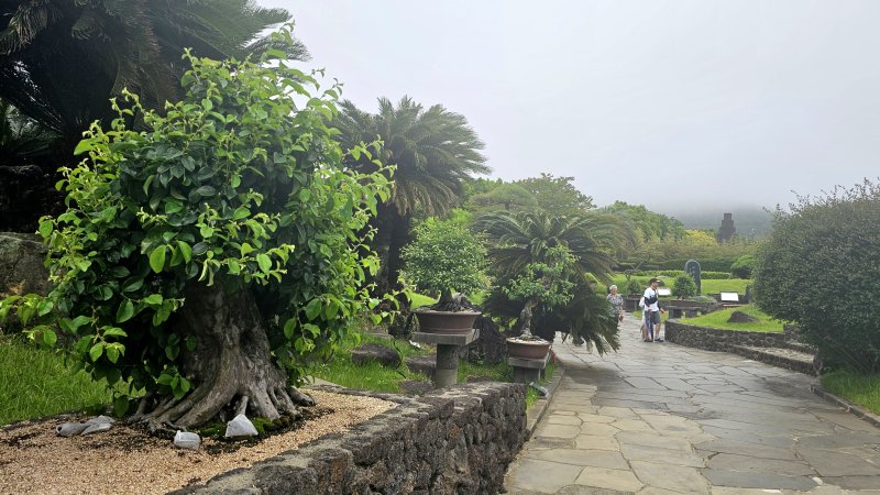 [제주=뉴시스] 임재영 기자 = 생각하는 정원에는 분재 100여종, 1000여점이 있다. 20일 오후 외국인 관광객들이 오랜 기간 공들인 분재를 둘러보고 있다. 2025.05.20. ijy788@newsis.com