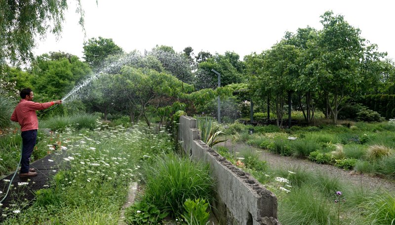 [제주=뉴시스] 임재영 기자 = 창고를 부수고 남은 콘크리트 잔해에 만든 베케의 폐허정원에는 암대극, 사초 등이 아우성치듯 우후죽순으로 자라고 있는 가운데 20일 오전 따가운 햇빛을 달래려고 물을 주고 있다. 2025.05.20. ijy788@newsis.com