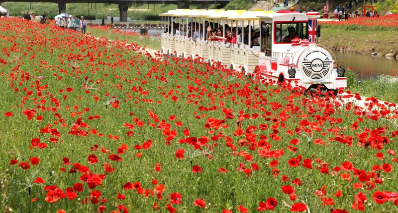 2025 괴산 빨간맛페스티벌이 열리고 있는 괴산 동진천 양귀비 꽃밭을 꽃기차가 지나고 있다.(괴산군 제공, 재판매 및 DB금지)/뉴스1