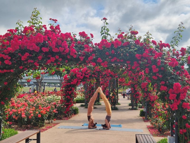 [밀양=뉴시스] 삼문동 장미공원에서 요가를 하고 있다. (사진=밀양시 제공) 2025.05.26. photo@newsis.com *재판매 및 DB 금지