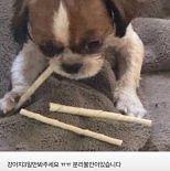 ″당근서 반려견 3일만 맡긴다던 견주가...″ 황당