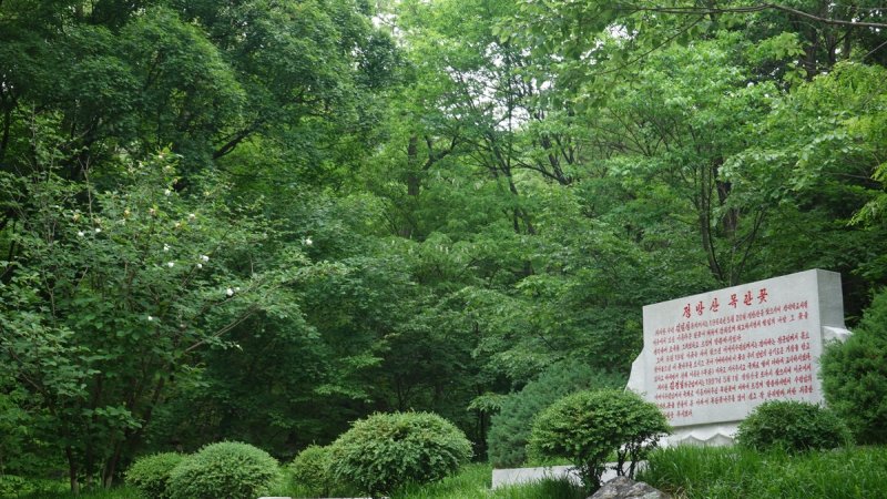 정방산에 핀 북한 국화 목란꽃(함박꽃) (출처=연합뉴스)