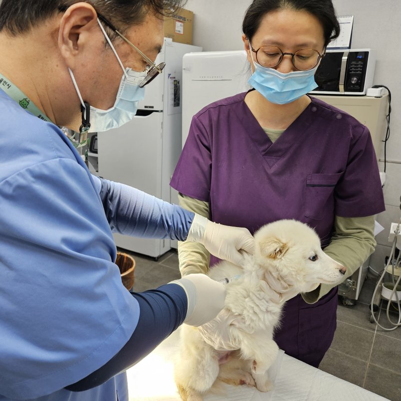 충북 토토 사이트 바카라은 6월 16일부터 20일까지 '2025년 광견병 읍·면 순회 접종'을 진행한다.(뉴스1 DB)/뉴스1