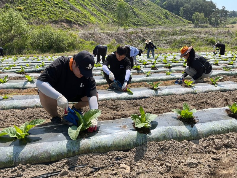 지난해 메이저 바카라사이트 장난감 메이저 바카라사이트 장난감돕기에 투입된 화천군청 직원들이 간동면에서 영농작업을 벌이고 있다.(화천군 제공, 재판매 및 DB금지)