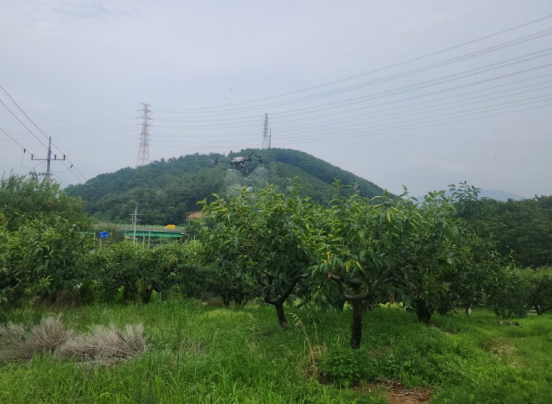 [진주=뉴시스]경남농업기술원, 단감 바카라사이트 기가 방제 모습.(사진=경남농업기술원 제공).2025.05.28.photo@newsis.com *재판매 및 DB 금지