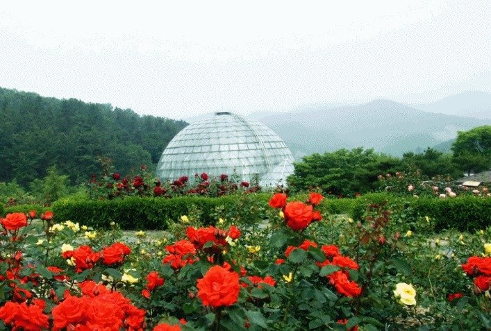 충남산림자원연구소 장미원 전경. (충남산림연구소 제공. 재판매 및 DB금지) / 뉴스1