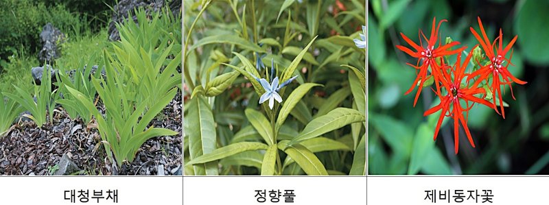 메이저 바카라사이트 캡틴 야생메이저 바카라사이트 캡틴. *재판매 및 DB 금지