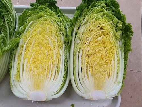괴산배추 (출처=연합뉴스)