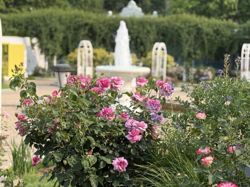 에버랜드 장미원에 분홍색 장미가 피어 있다. ⓒ 뉴스1 김형준 기자