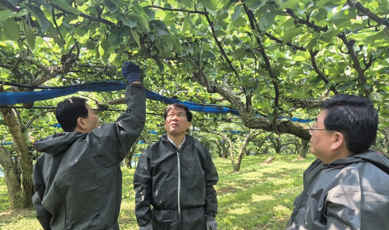 [전주=뉴시스]윤난슬 기자 = 전북농협은 북전주농협과 함께 전주시 원동의 배 재배 농가를 방문해 과수화상병 방제 현황을 점검하고 농가의 애로사항을 청취했다고 29일 밝혔다. (사진=전북농협 제공) photo@newsis.com