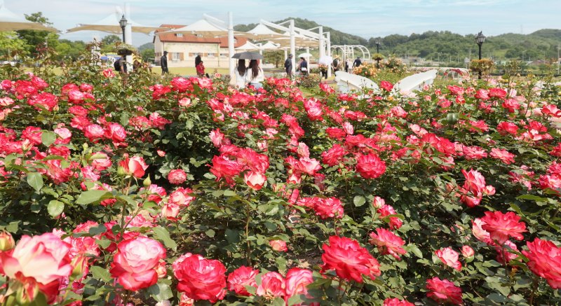 29일 전북 임실군 치즈테마파크에 장미가 활짝 피었다. 임실군 제공