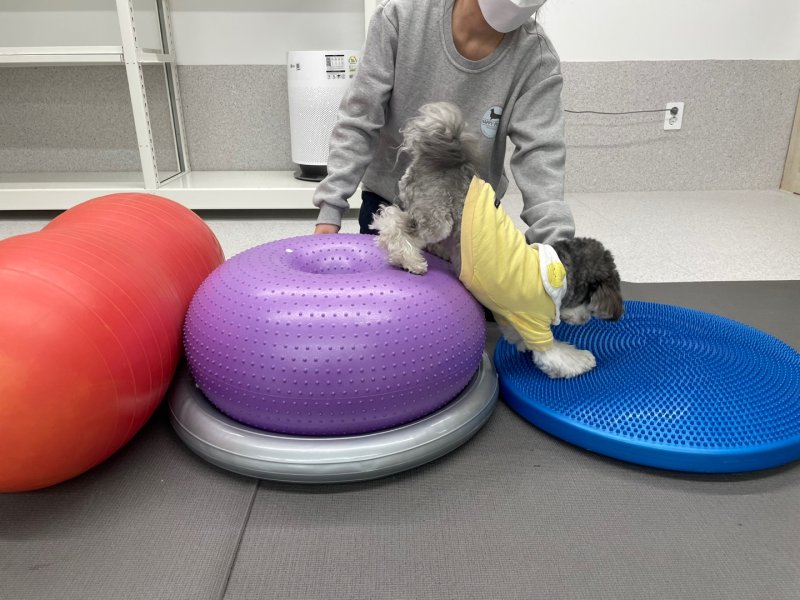 마음 아픈 아침인사 대신 댕냥이와 즐거운 출근길 동행 [Weekend 반려동물]