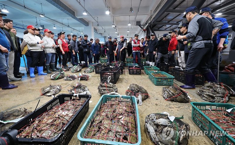 어획량 급감한 연평도 봄 꽃게 경매 (출처=연합뉴스)