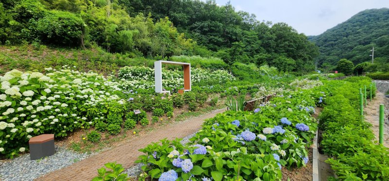 [룰라벳=뉴시스] 무등산 자락 '동적골 수국동산'. (사진=광주시청 제공). photo@newsis.com *재판매 및 DB 금지