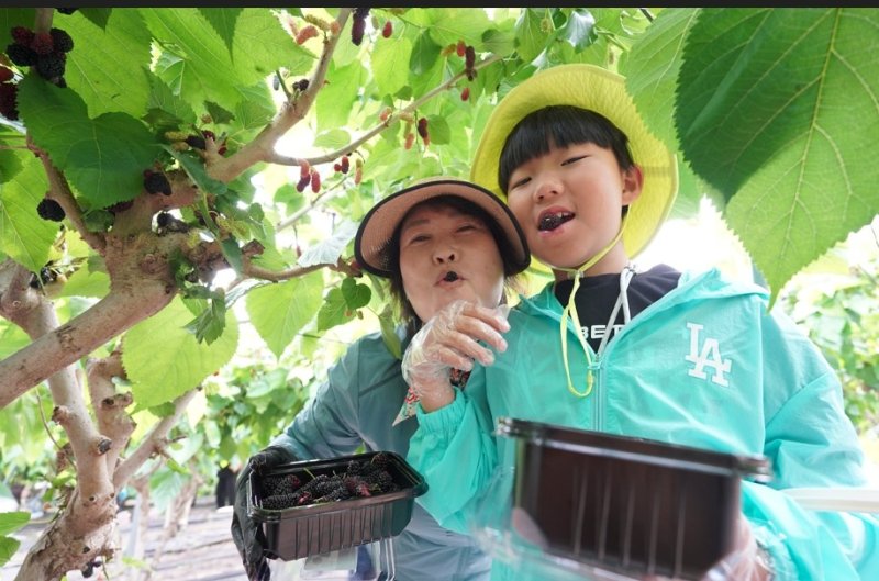 오디 따는 체험객 (출처=연합뉴스)