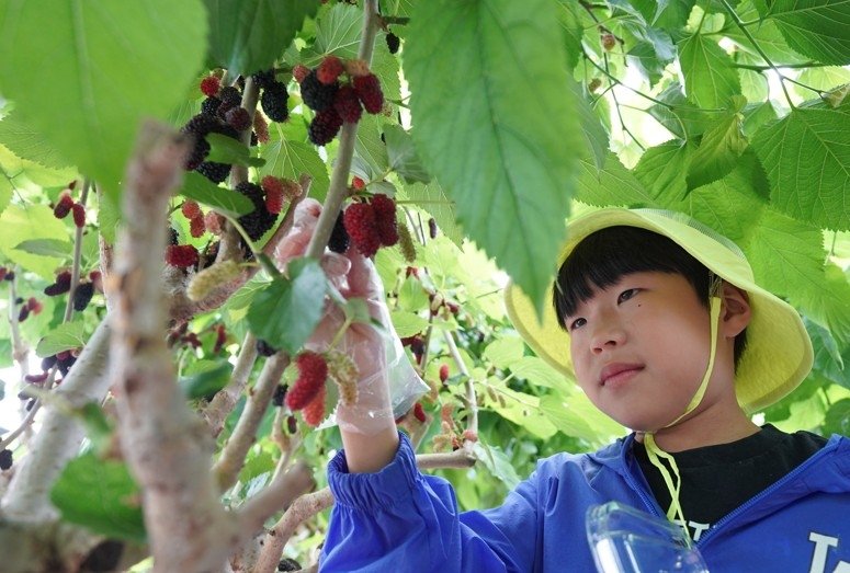 오디 따는 체험객 (출처=연합뉴스)
