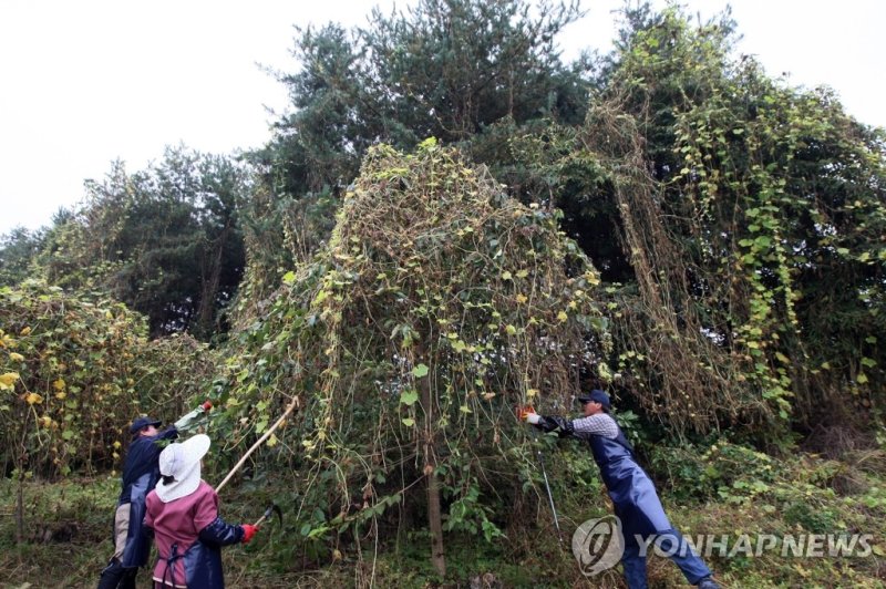 춘천 외래식물 가시박 제거 `골머리' (출처=연합뉴스)