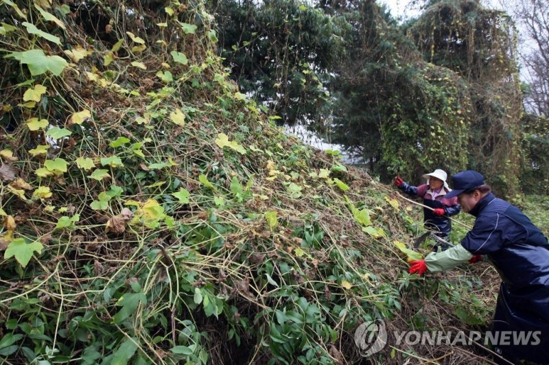 춘천 외래식물 가시박 제거 `골머리' (출처=연합뉴스)