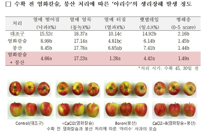 기후 변화로 인해 토르 토토에 발생하는 생리장해 문제가 커지는 가운데, 농촌진흥청은 1일 고품질 추석용 토르 토토 품종인 '아리수'의 재배 관리를 통해 생리장해를 줄일 수 있는 방법을 제시했다. (자료 = 농진청 제공) 2025.06.01. *재판매 및 DB 금지