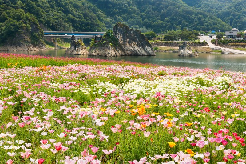 단양군 오즈카지노 인에 핀 대채로운 봄꽃.(단양군 제공, 재판매 및 DB금지)/뉴스1