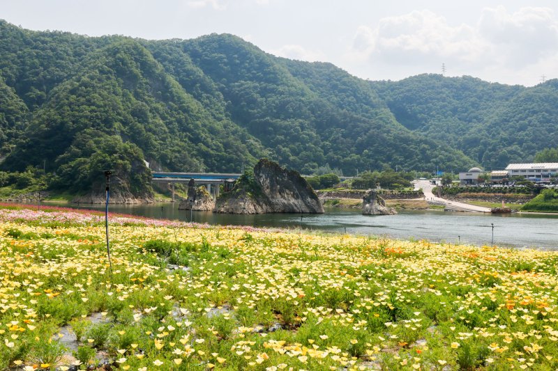 단양군 오즈카지노 인에 핀 대채로운 봄꽃.(단양군 제공, 재판매 및 DB금지)/뉴스1