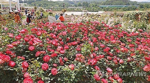 장미 배경으로 인생 사진 (출처=연합뉴스)