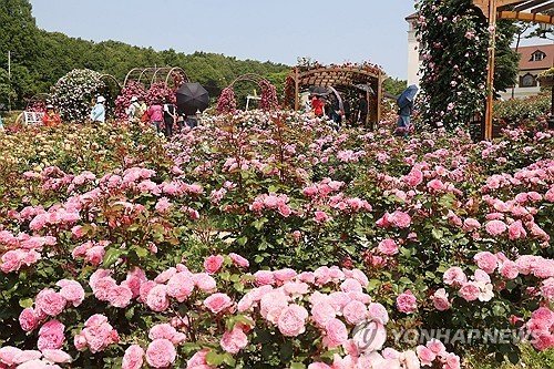임실 장미원 가득 메운 장미 (출처=연합뉴스)