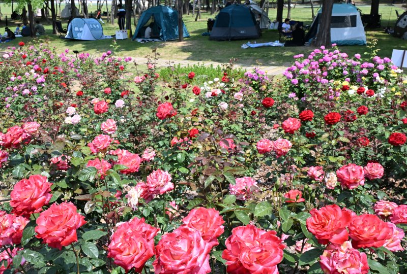 [인천=산타카지노] 전진환 기자 = 낮 최고기온이 30도를 나타낸 1일 인천 연수구 송도국제도시 해돋이공원 장미원을 찾은 시민들이 그늘막에서 더위를 피하고 있다. 2025.06.01. amin2@newsis.com
