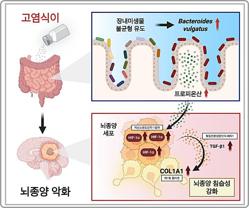 [대전=뉴시스] 고염식이 유도 돌리고슬롯미생물 변화에 따른 프로피오네이트 축적 연구 모식도. (사진=카이스트 제공) 2025.06.01. photo@newsis.com *재판매 및 DB 금지