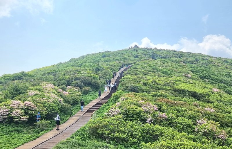 [구례=뉴시스] 1일 지리산 에볼루션 카지노 사이트 정상 부근에 철쭉이 활짝 피어있다. (사진=구례군 제공) 2025.06.01. photo@newsis.com *재판매 및 DB 금지