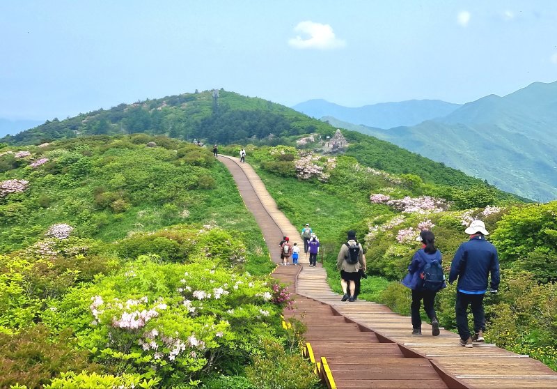 [구례=뉴시스] 1일 지리산 에볼루션 카지노 사이트 정상 부근에 철쭉이 활짝 피어있다. (사진=구례군 제공) 2025.06.01. photo@newsis.com *재판매 및 DB 금지
