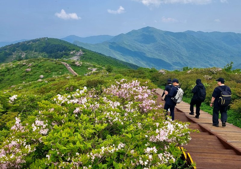 [구례=뉴시스] 1일 지리산 에볼루션 카지노 사이트 정상 부근에 철쭉이 활짝 피어있다. (사진=구례군 제공) 2025.06.01. photo@newsis.com *재판매 및 DB 금지