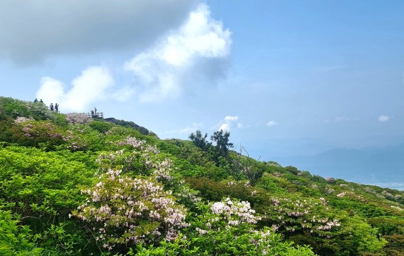 [구례=뉴시스] 1일 지리산 에볼루션 카지노 사이트 정상 부근에 철쭉이 활짝 피어있다. (사진=구례군 제공) 2025.06.01. photo@newsis.com *재판매 및 DB 금지