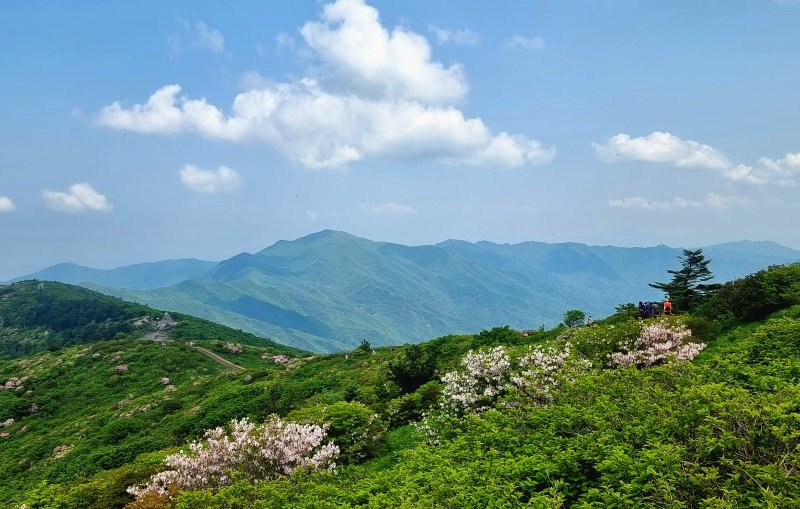 [구례=뉴시스] 1일 지리산 에볼루션 카지노 사이트 정상 부근에 철쭉이 활짝 피어있다. (사진=구례군 제공) 2025.06.01. photo@newsis.com *재판매 및 DB 금지
