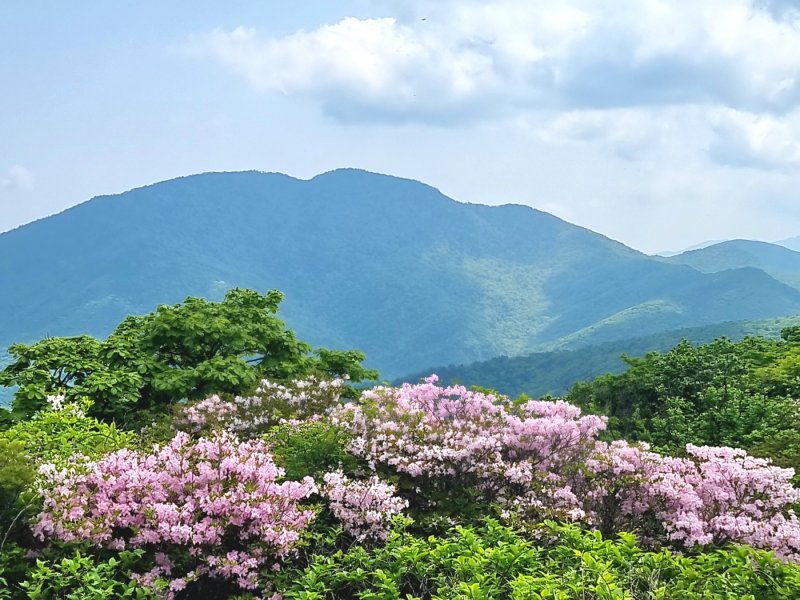 [구례=뉴시스] 1일 지리산 에볼루션 카지노 사이트 정상 부근에 철쭉이 활짝 피어있다. (사진=구례군 제공) 2025.06.01. photo@newsis.com *재판매 및 DB 금지