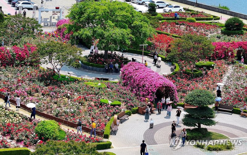 2025 삼척 장미축제 찾은 관광객들 (출처=연합뉴스)