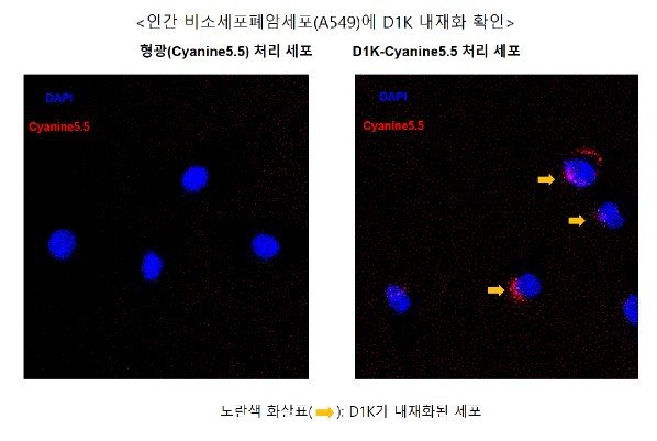 엔솔바이오사이언스가 진행한 PDC 후보물질 중 펩타이드 관련 전임상 결과.(엔솔바이오사이언스 제공)/뉴스1