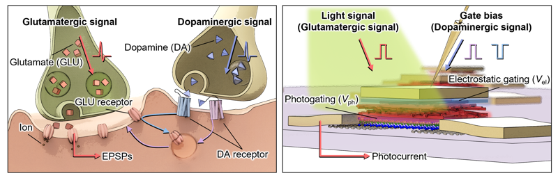 센서를 이루는 소자인 광트랜지스터의 구조. UNIST 제공