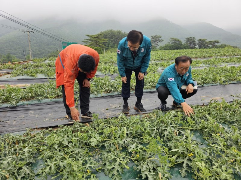 최근 우박 피해를 본 바카라사이트 안내군 어상천면 수박 농가를 찾은 김문근 바카라사이트 안내군수.(바카라사이트 안내군 제공. 재판매 및 DB금지)/뉴스1
